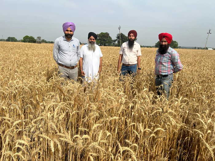 Survey of wheat sown with surface seeder under Atma scheme